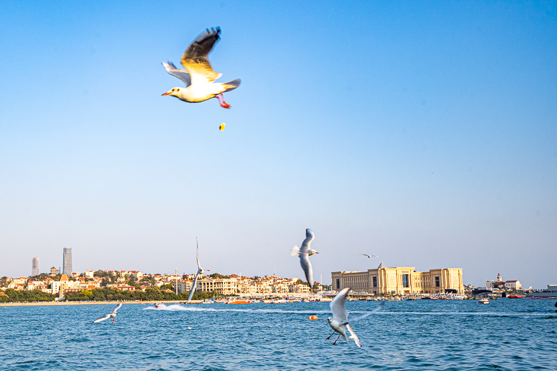 重慶線下陪旅游導游多少錢(如何在重慶請導游)