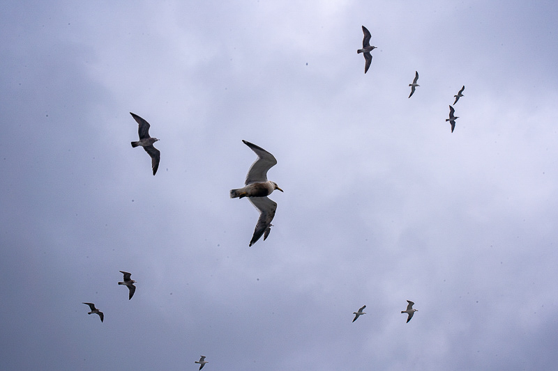跟團旅游還是自由行好？昆大麗旅游攻略