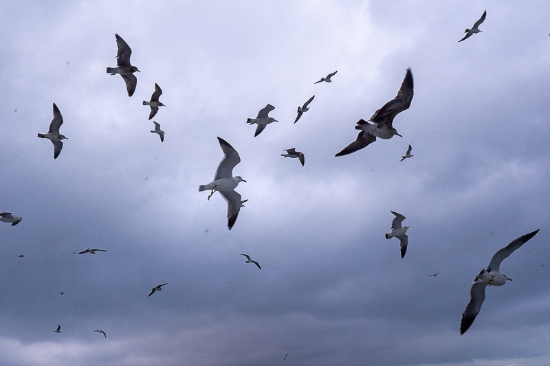 廈門土樓住宿民宿(廈門云水謠土樓和永定土樓哪個好玩)