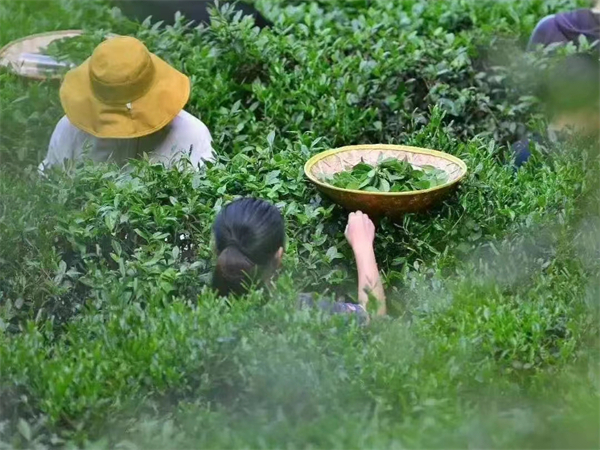 西安導游辛苦嗎？西安的導游證怎么考需要什么條件有身高要求嗎